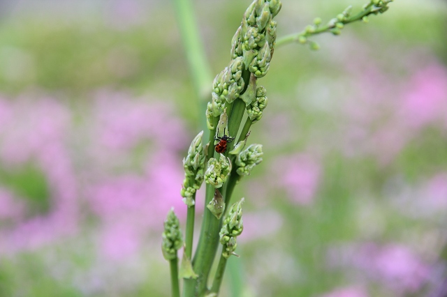 ファイル 79-3.jpg