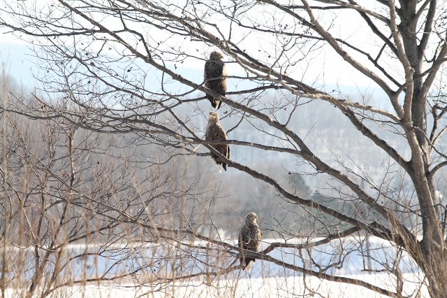 ファイル 8-1.jpg