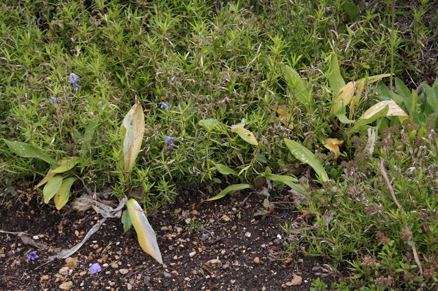 ファイル 84-2.jpg