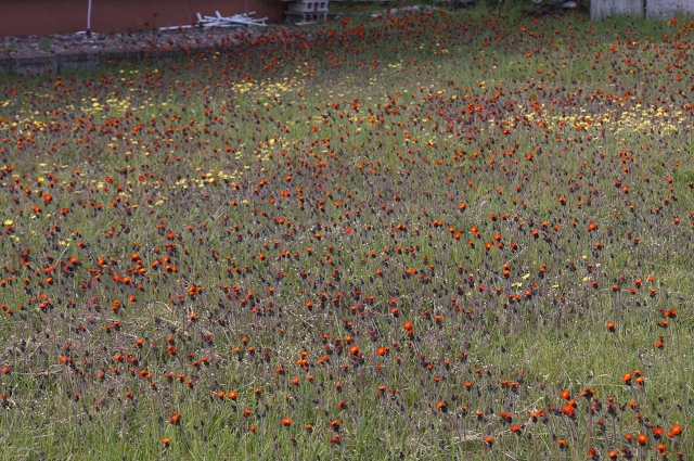 ファイル 84-5.jpg