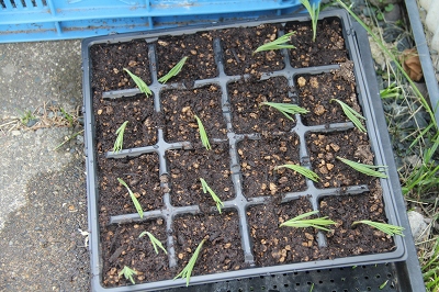 ファイル 87-6.jpg