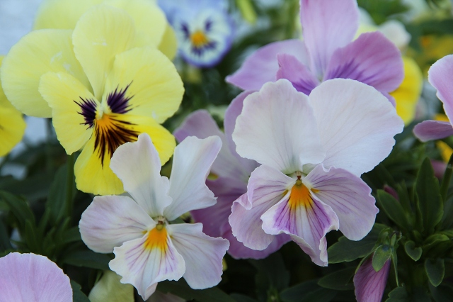 ファイル 88-1.jpg