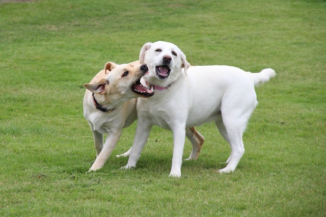 ファイル 95-1.jpg