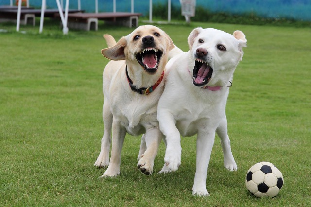 ファイル 95-2.jpg