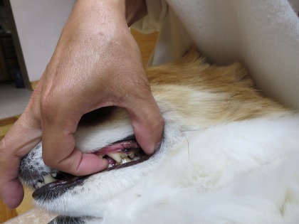 ファイル 98-2.jpg