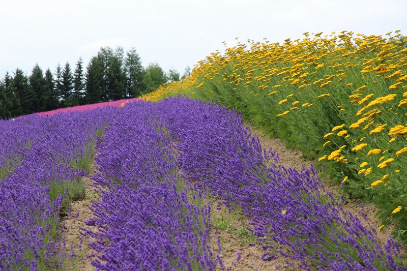 ファイル 100-3.jpg