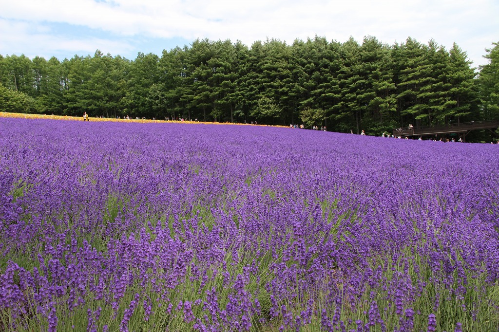 ファイル 101-1.jpg