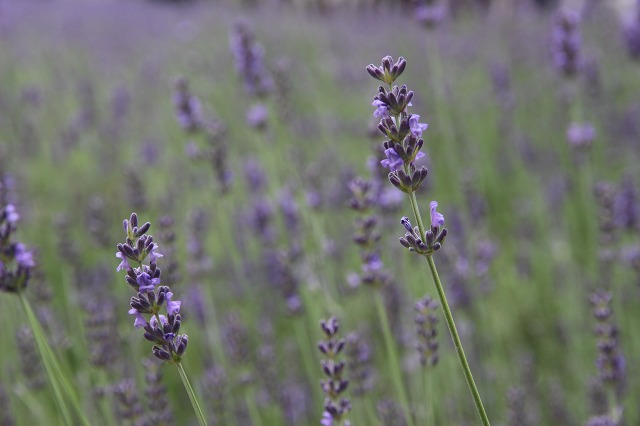 ファイル 101-7.jpg