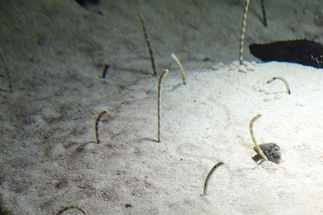 ファイル 11-6.jpg