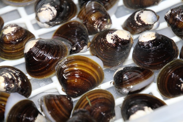 ファイル 117-9.jpg