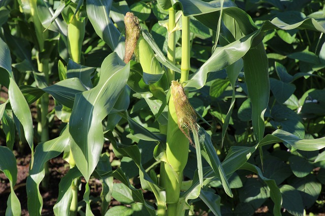 ファイル 121-7.jpg