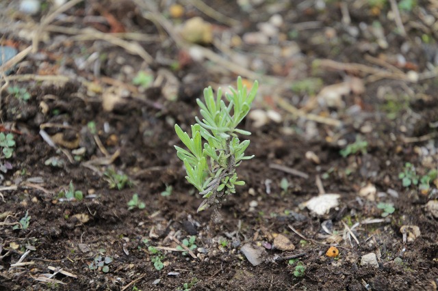 ファイル 128-8.jpg