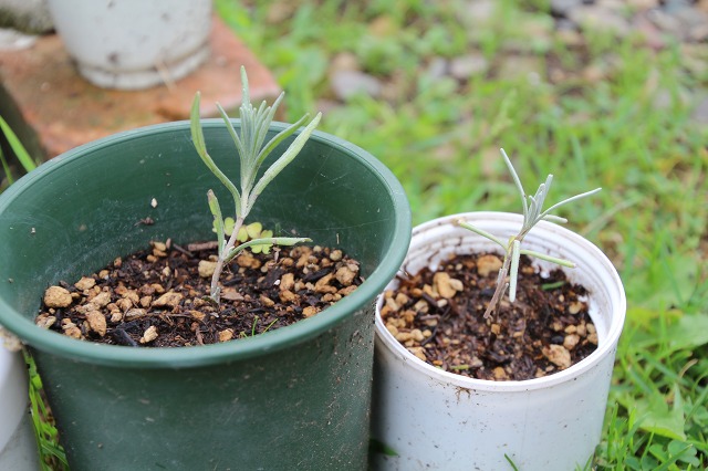 ファイル 128-9.jpg