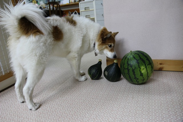 ファイル 129-2.jpg