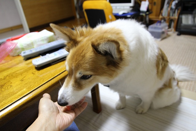 ファイル 129-8.jpg