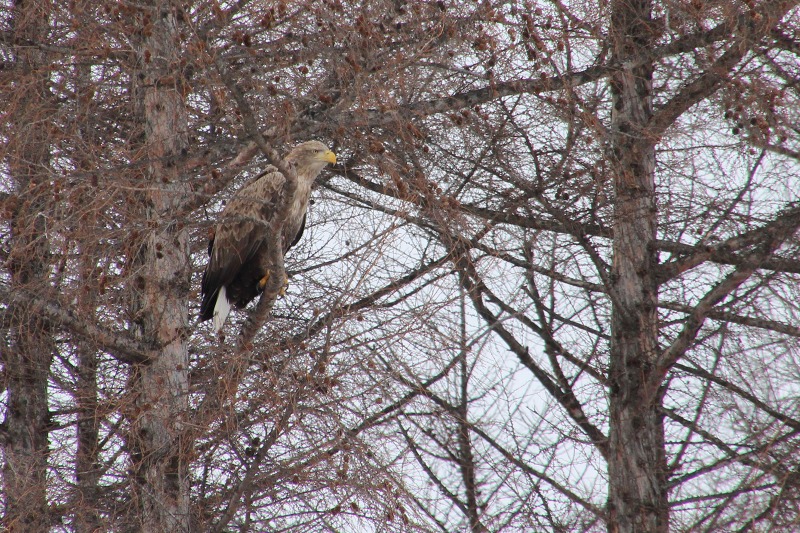 ファイル 13-1.jpg