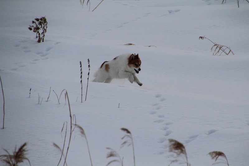 ファイル 13-8.jpg