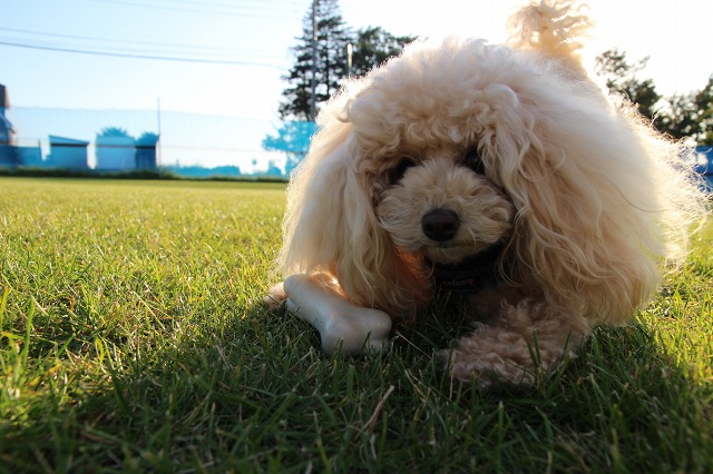 ファイル 138-9.jpg