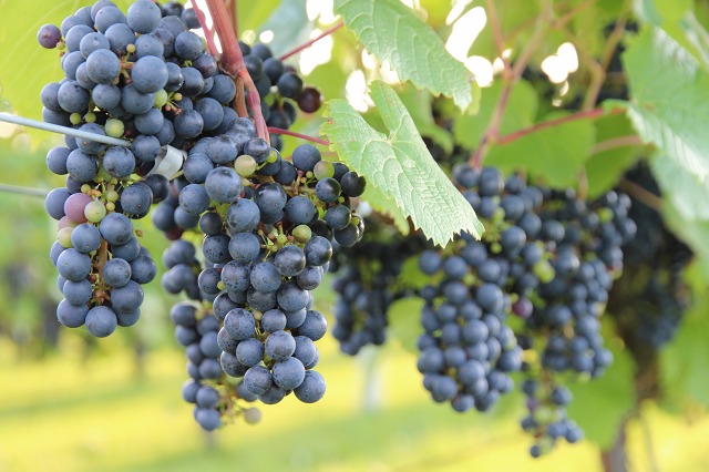 ファイル 142-5.jpg