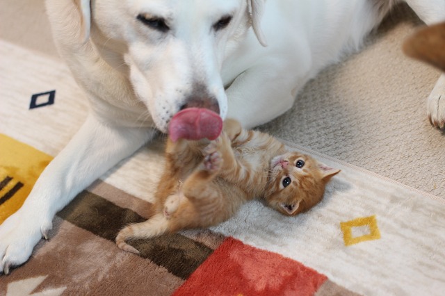 ファイル 144-6.jpg