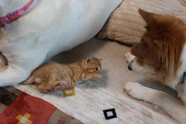 ファイル 144-7.jpg