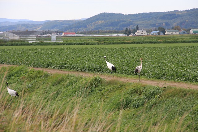 ファイル 146-3.jpg