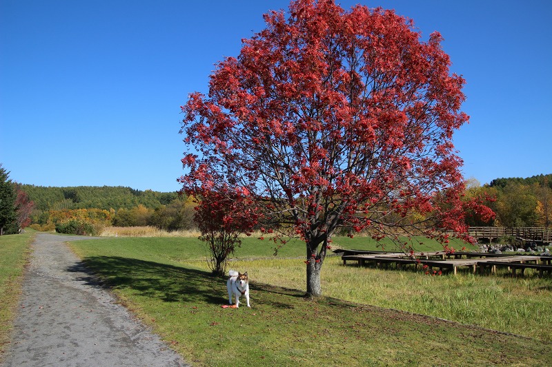 ファイル 152-8.jpg