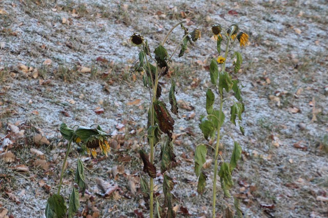 ファイル 158-3.jpg