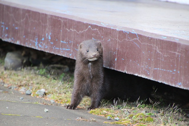 ファイル 161-6.jpg