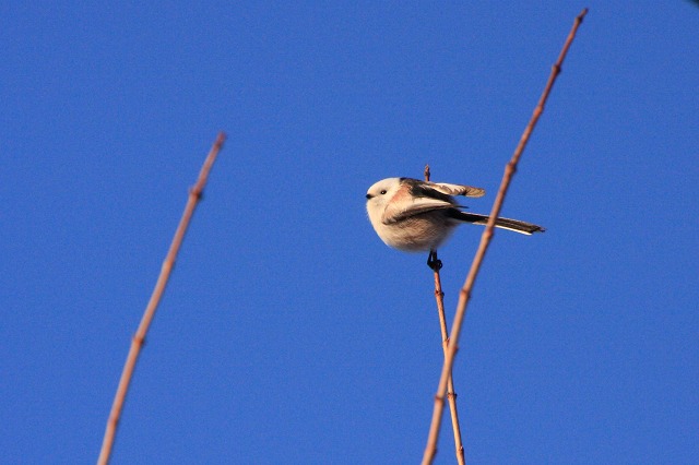 ファイル 170-5.jpg