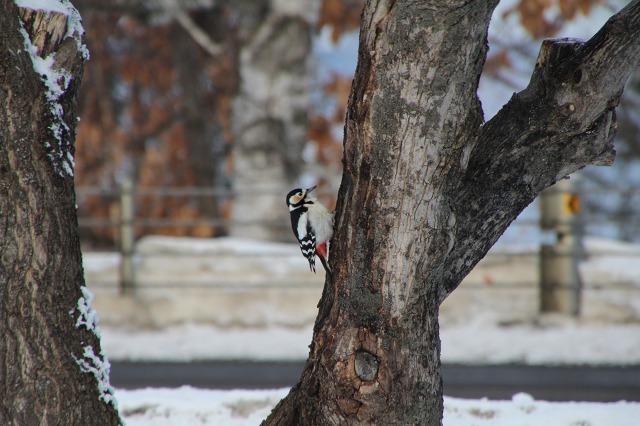 ファイル 36-1.jpg