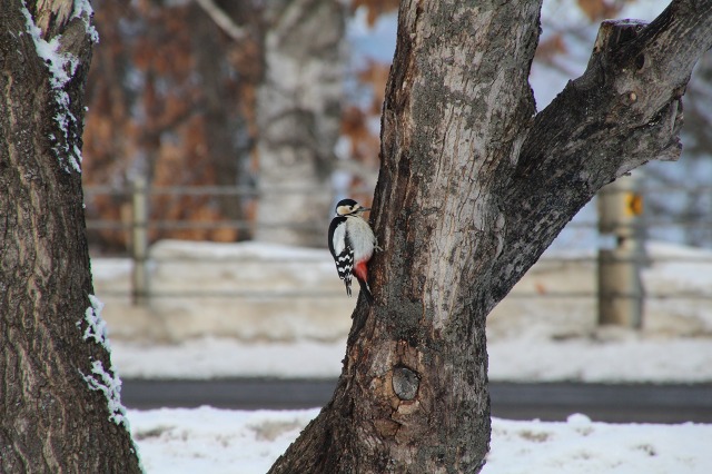 ファイル 36-2.jpg