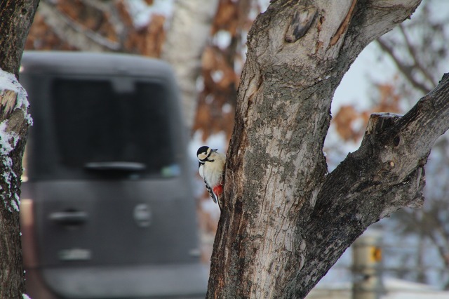 ファイル 36-3.jpg