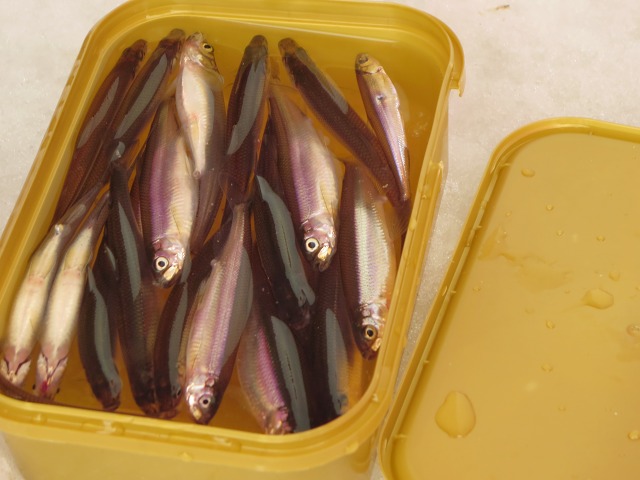 ファイル 39-1.jpg