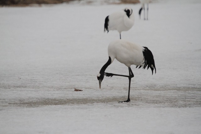 ファイル 41-4.jpg