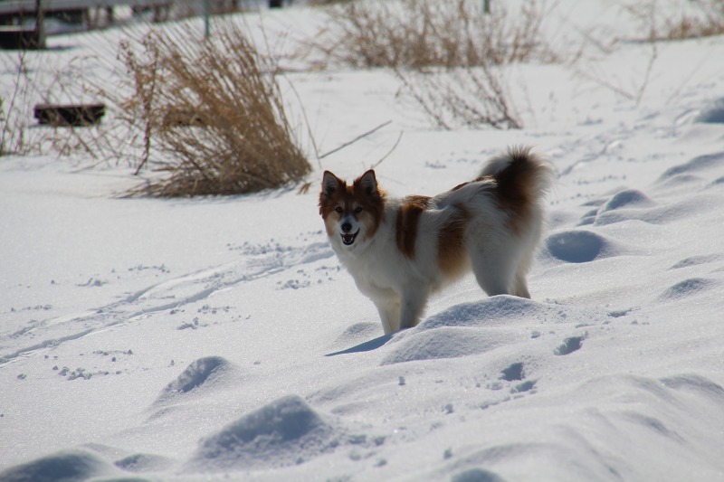 ファイル 49-1.jpg