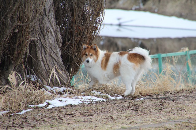 ファイル 52-9.jpg