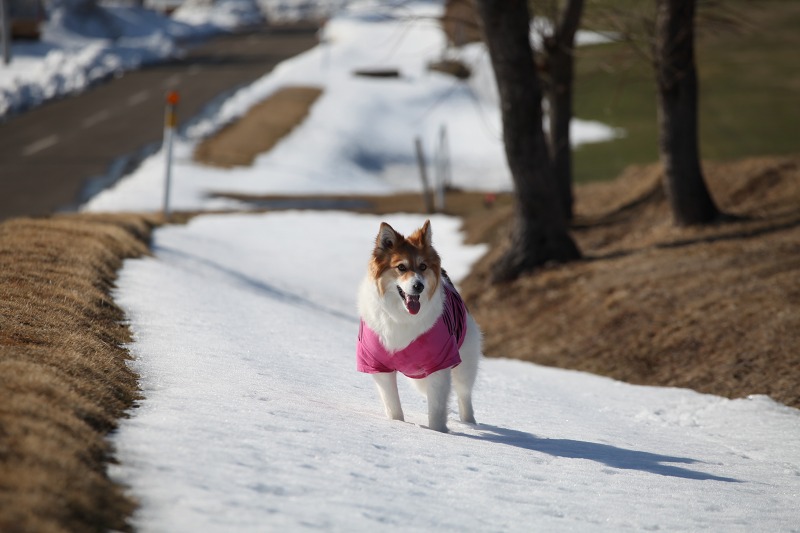 ファイル 57-1.jpg