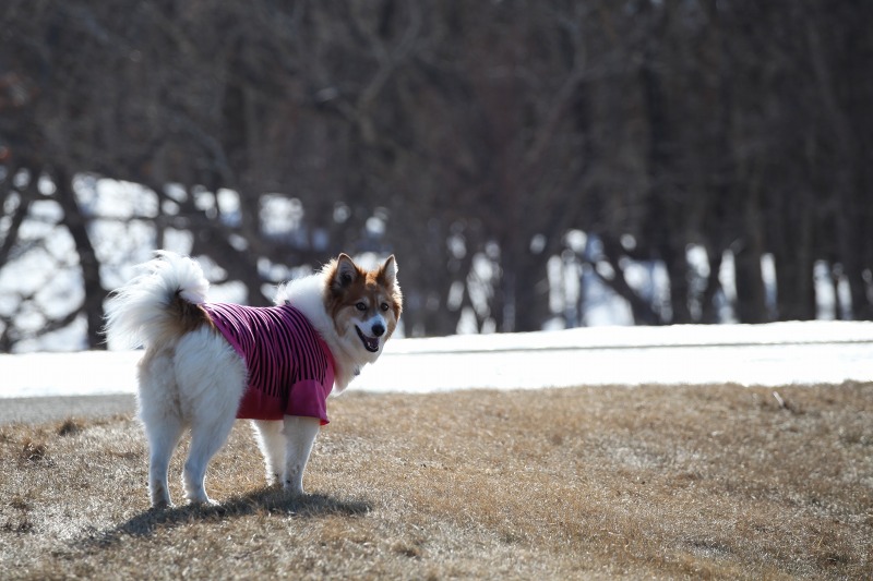 ファイル 57-4.jpg