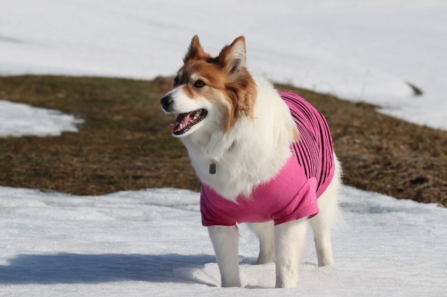 ファイル 58-1.jpg