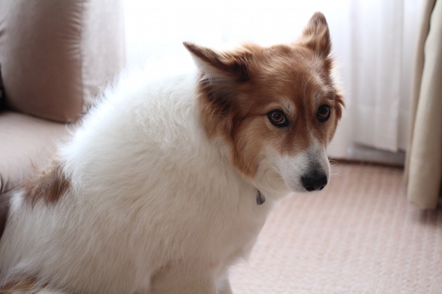 ファイル 58-2.jpg