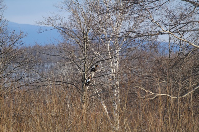 ファイル 6-1.jpg