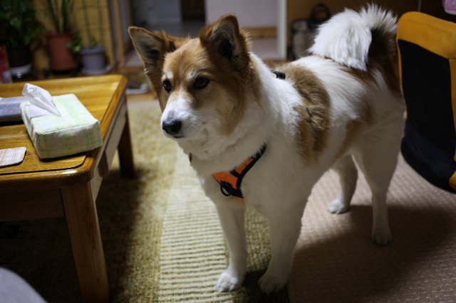 ファイル 60-4.jpg