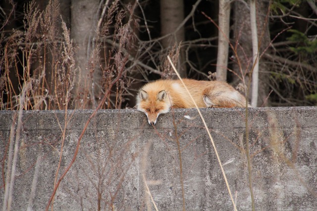 ファイル 65-1.jpg