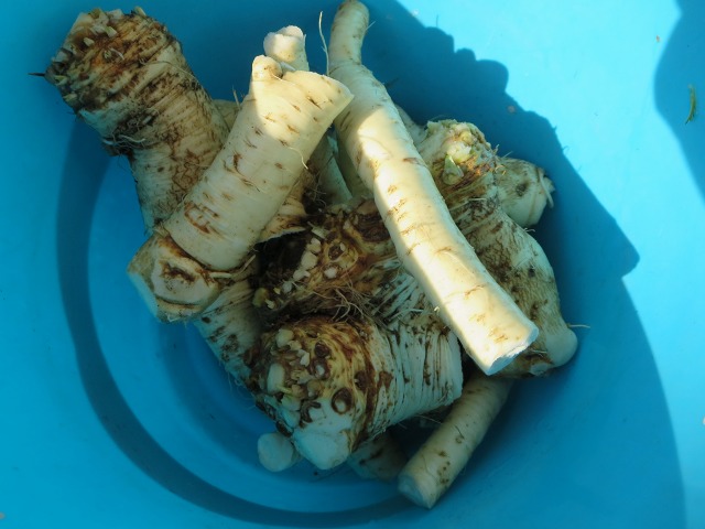 ファイル 66-2.jpg