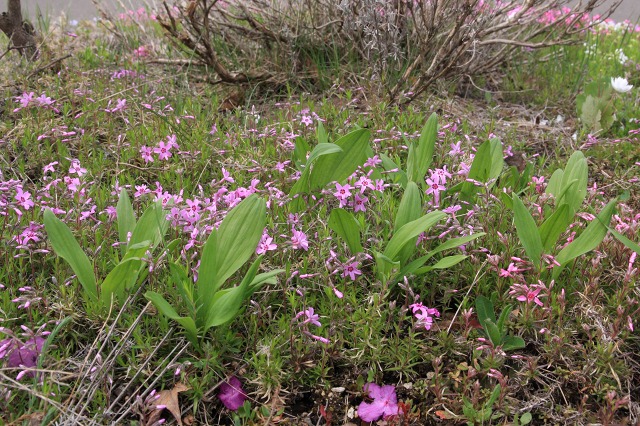 ファイル 67-1.jpg