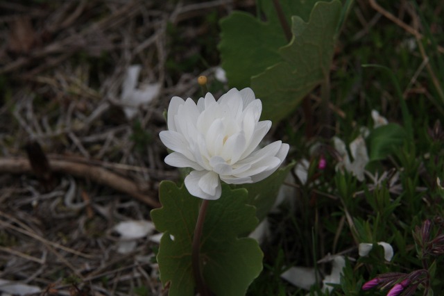 ファイル 67-2.jpg