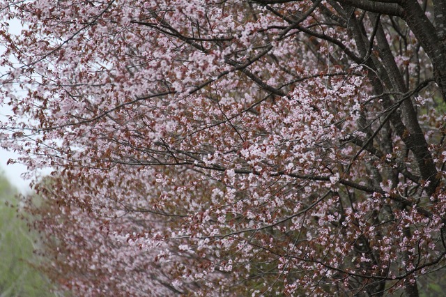 ファイル 69-1.jpg