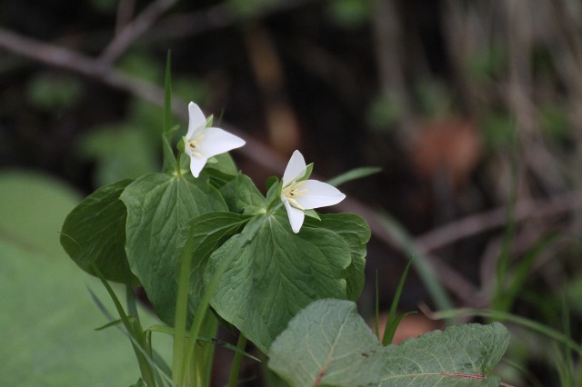 ファイル 69-2.jpg