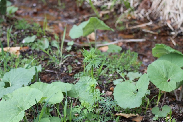 ファイル 69-3.jpg